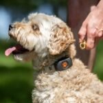 Localizador GPS para perros colocado en el collar durante un paseo al aire libre