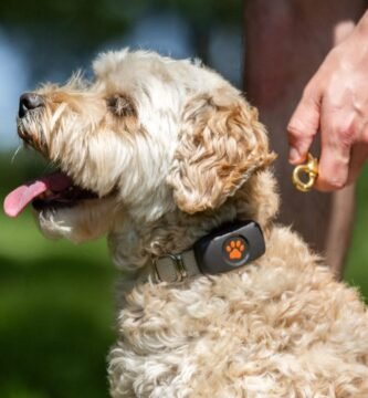 Localizador GPS para perros colocado en el collar durante un paseo al aire libre