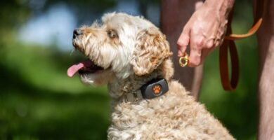 Este pequeño dispositivo puede evitar el mayor susto con tu mascota: funciona con perros y gatos 7 Localizador GPS para perros colocado en el collar durante un paseo al aire libre